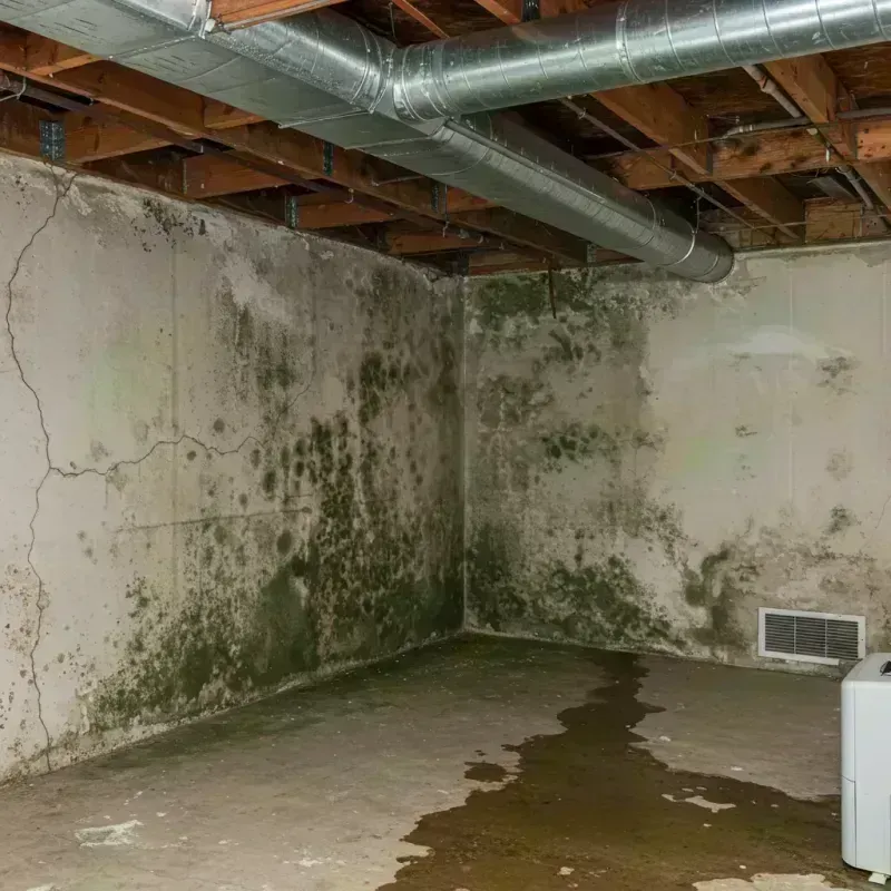 Professional Mold Removal in East Hanover, NJ